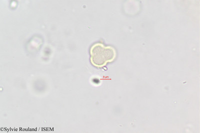 Polycarpaea repens - lame n° 396