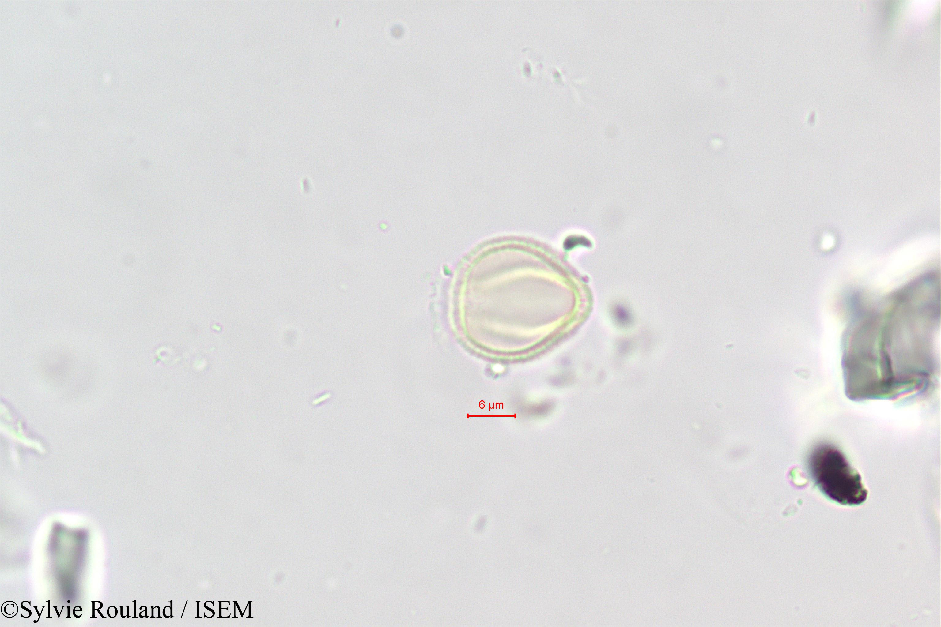 Sylvie.Rouland/Polycarpaea_repens_396/Polycarpaea_repens_396_0003(copy).jpg