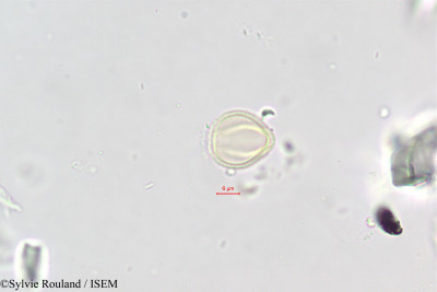 Polycarpaea repens - lame n° 396