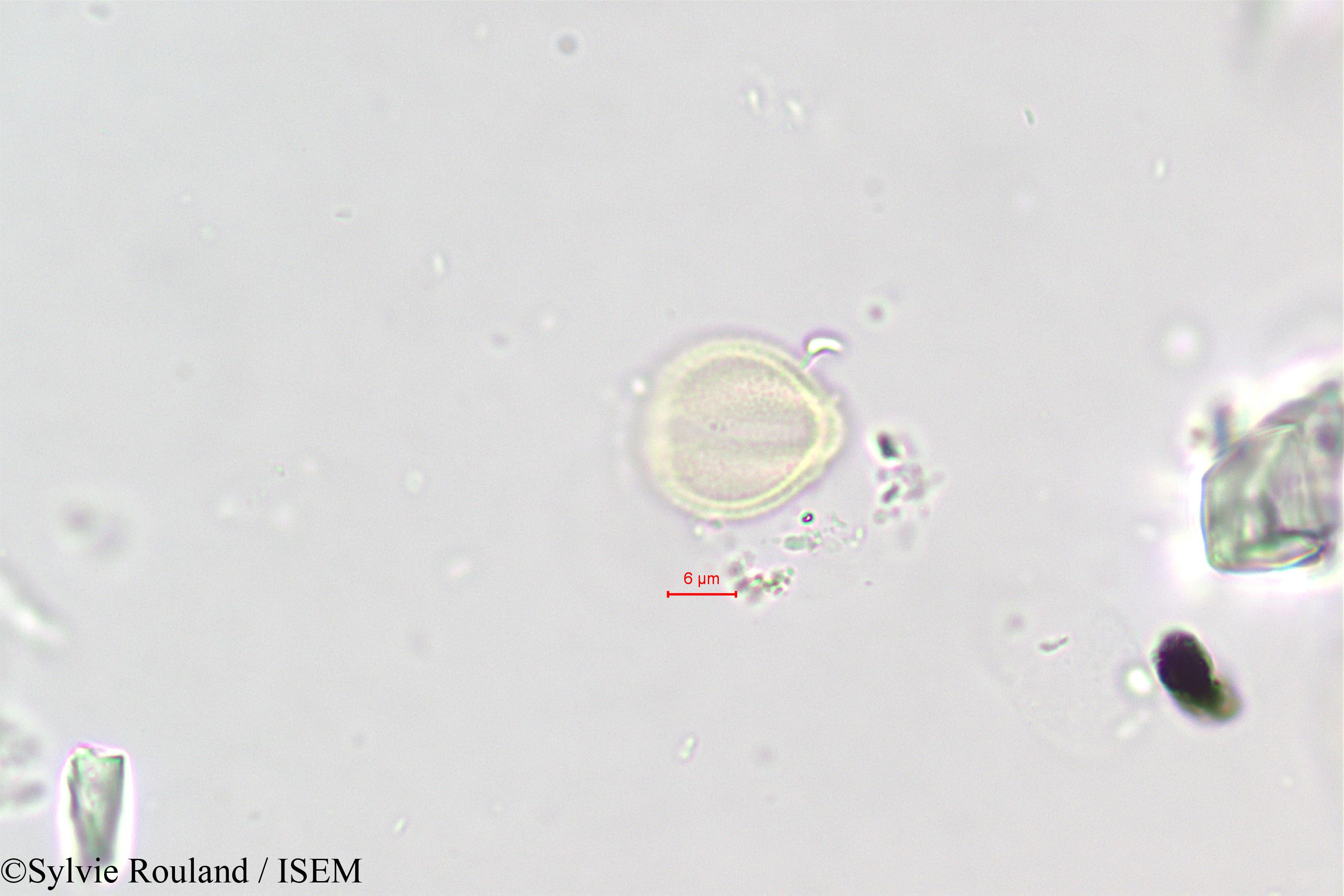 Sylvie.Rouland/Polycarpaea_repens_396/Polycarpaea_repens_396_0004(copy).jpg