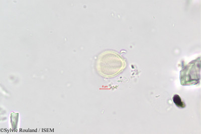 Polycarpaea repens - lame n° 396