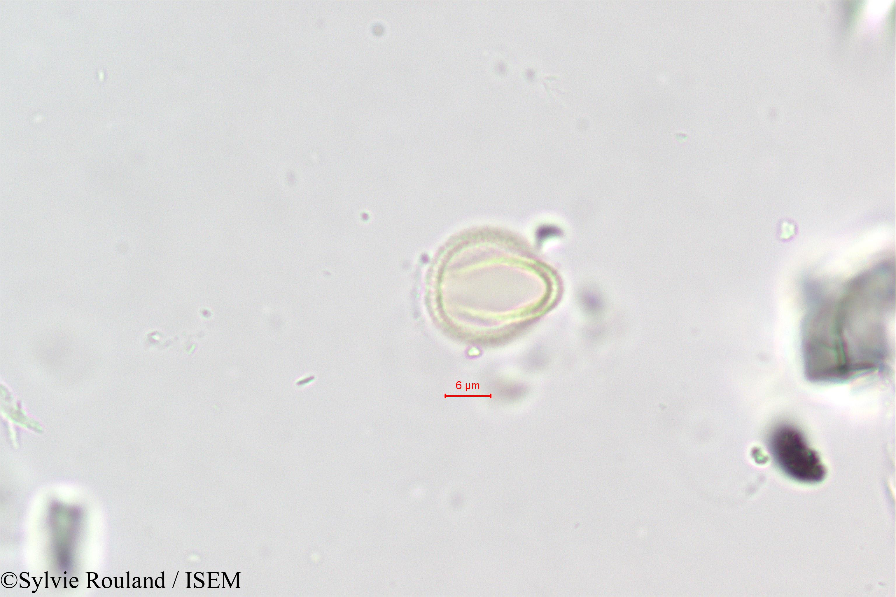 Sylvie.Rouland/Polycarpaea_repens_396/Polycarpaea_repens_396_0005(copy).jpg