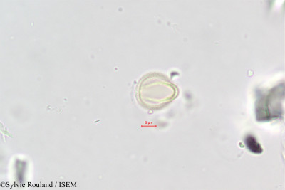 Polycarpaea repens - lame n° 396