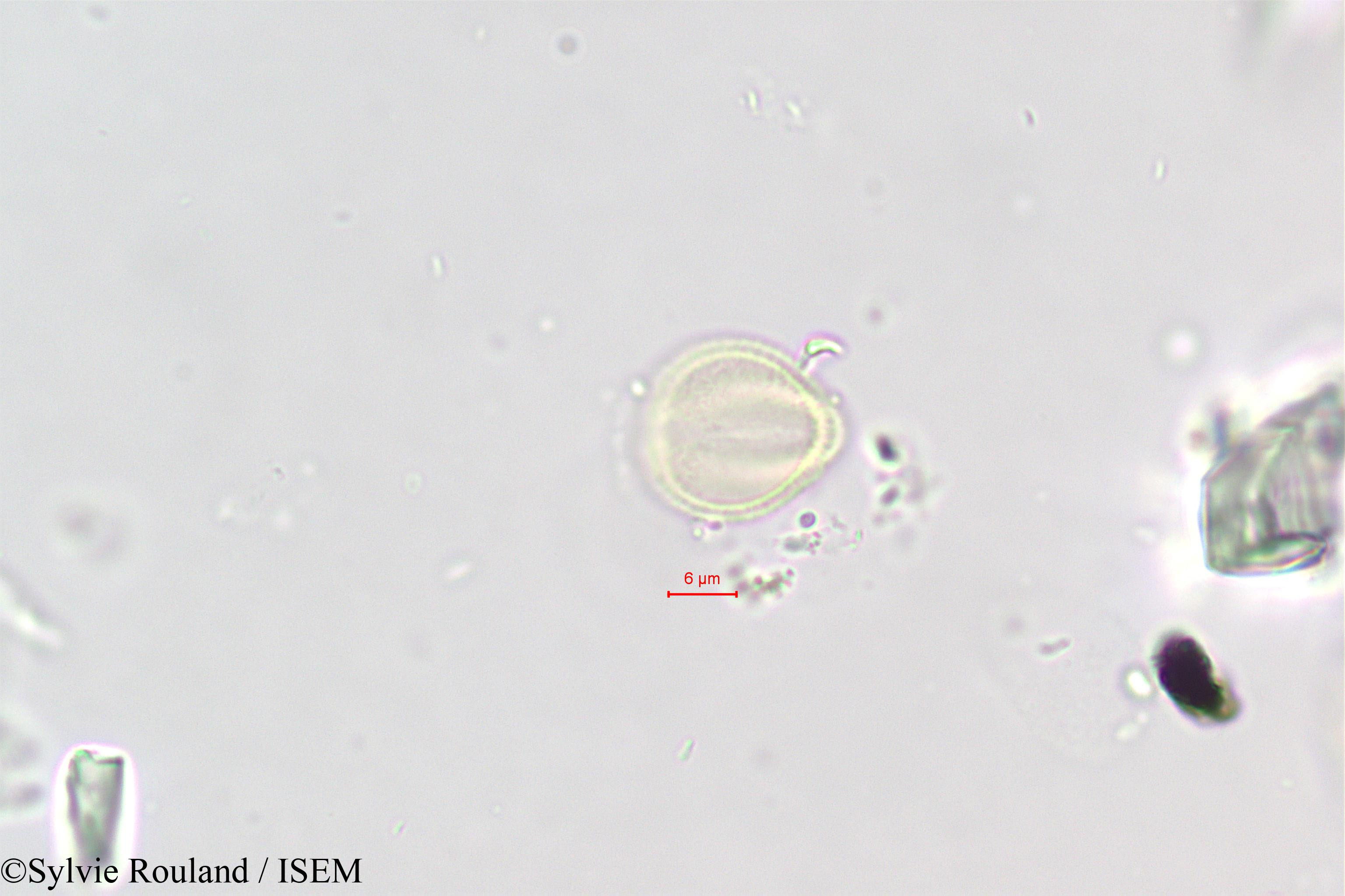 Sylvie.Rouland/Polycarpaea_repens_396/Polycarpaea_repens_396_0006(copy).jpg