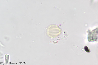 Polycarpaea repens - lame n° 396