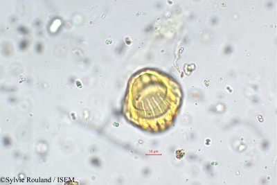 Polygala chinensis - lame n° 5727