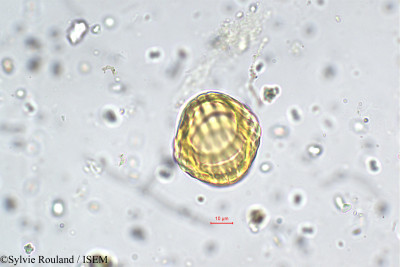 Polygala chinensis - lame n° 5727