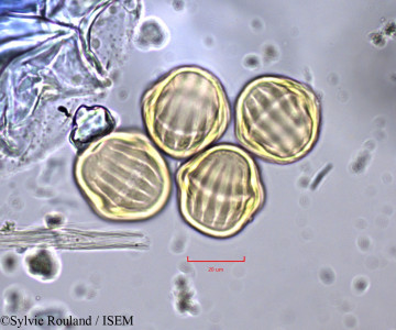 Polygala erioptera - lame n° 747