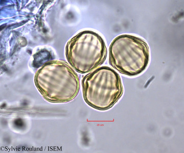 Polygala erioptera - lame n° 747