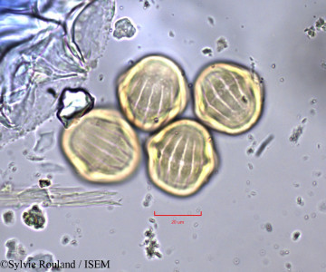 Polygala erioptera - lame n° 747