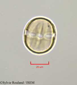 Polygala paniculata - lame n° 47227