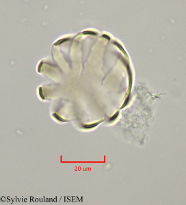 Polygala paniculata - lame n° 47227