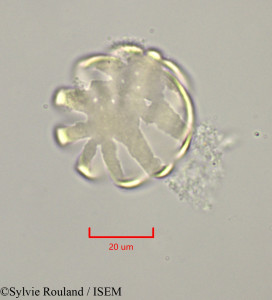 Polygala paniculata - lame n° 47227