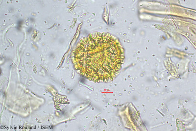 Polygonum chinense - lame n° 5246