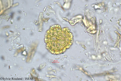 Polygonum chinense - lame n° 5246