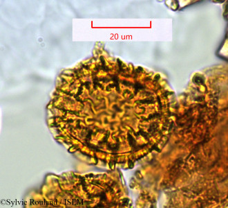Sylvie.Rouland/Polygonum_meissneri_1310/Polygonum_meissneri_1310_0001(copy)_thumb.jpg