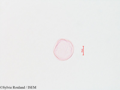 Sylvie.Rouland/Populus_deltoides_4427/Populus_deltoides_4427_0001(copy)_thumb.jpg