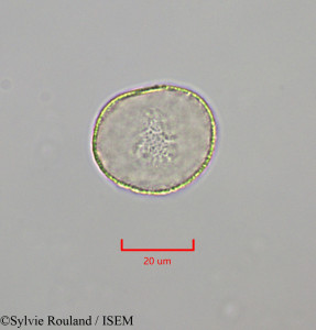 Sylvie.Rouland/Populus_tremula_47300/Populus_tremula_47300_0001(copy)_thumb.jpg
