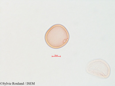 Sylvie.Rouland/Populus_tremuloides_4410/Populus_tremuloides_4410_0001(copy)_thumb.jpg
