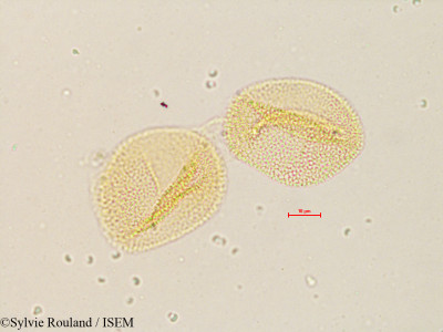 Sylvie.Rouland/Potamogeton_richardsonii_4853/Potamogeton_richardsonii_4853_0001(copy)_thumb.jpg