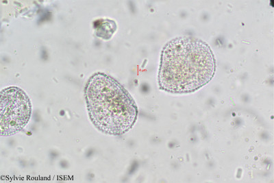 Sylvie.Rouland/Potamogeton_sp._175/Potamogeton_sp._175_0001(copy)_thumb.jpg