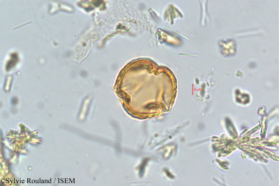Sylvie.Rouland/Potentilla_leschenaultiana_5117/Potentilla_leschenaultiana_5117_0001(copy)_thumb.jpg