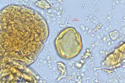 Poupartia caffra - lame n° 505