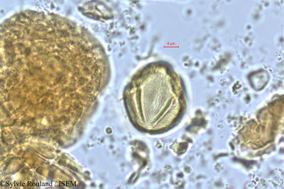 Poupartia caffra - lame n° 505