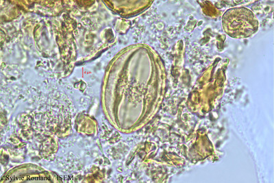 Poupartia caffra - lame n° 505