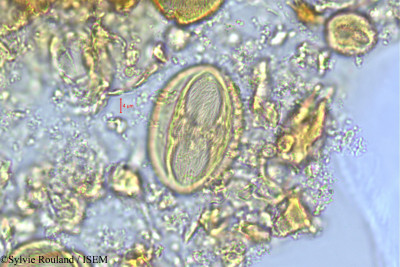 Poupartia caffra - lame n° 505