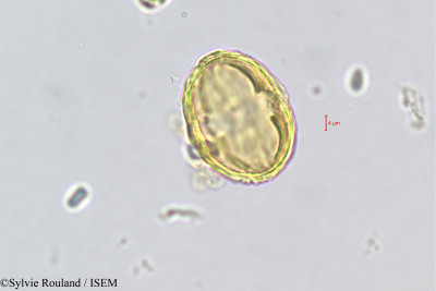 Sylvie.Rouland/Poupartia_minor_506/Poupartia_minor_506_0001(copy)_thumb.jpg