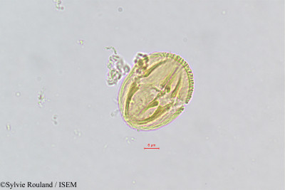 Sylvie.Rouland/Poupartia_silvatica_507/Poupartia_silvatica_507_0001(copy)_thumb.jpg