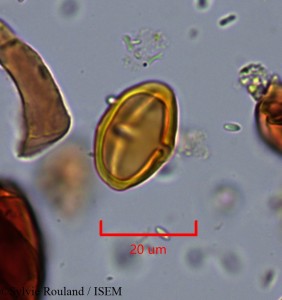 Pouteria ovata - lame n° 2184
