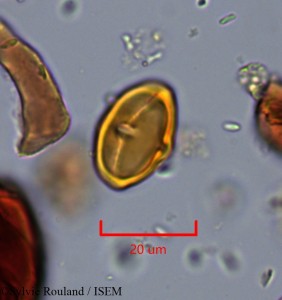 Pouteria ovata - lame n° 2184