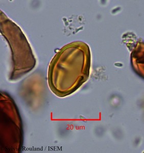 Pouteria ovata - lame n° 2184