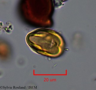 Pouteria ovata - lame n° 2184