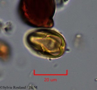 Pouteria ovata - lame n° 2184