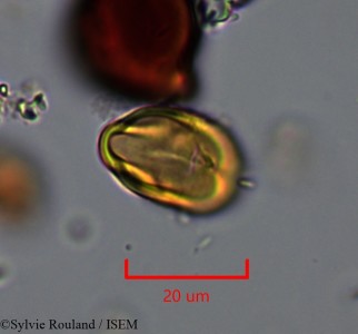 Pouteria ovata - lame n° 2184