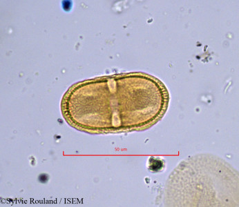 Sylvie.Rouland/Prangos_carinata_843/Prangos_carinata_843_0001(copy)_thumb.jpg