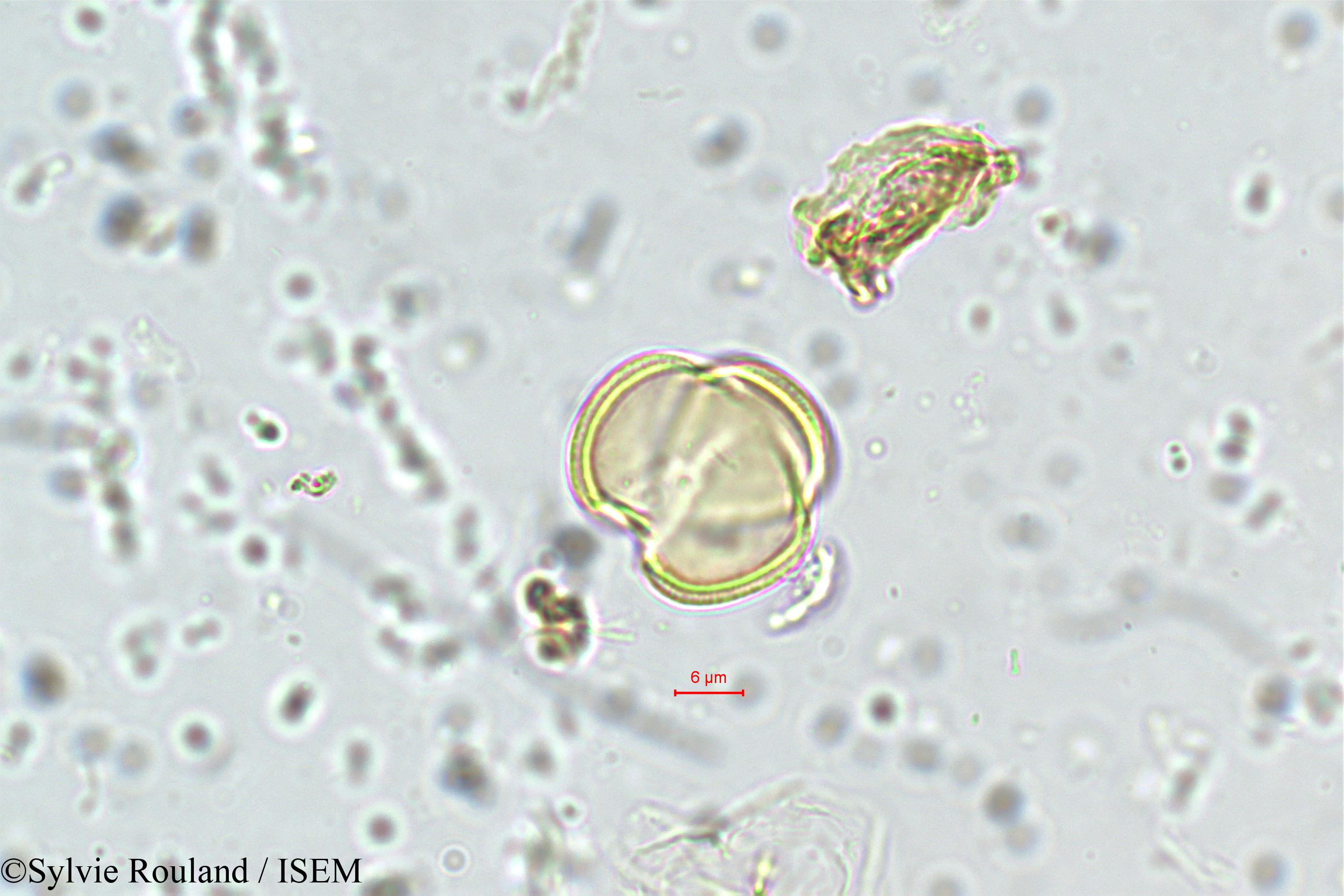 Sylvie.Rouland/Premna_latifolia_5696/Premna_latifolia_5696_0001(copy).jpg