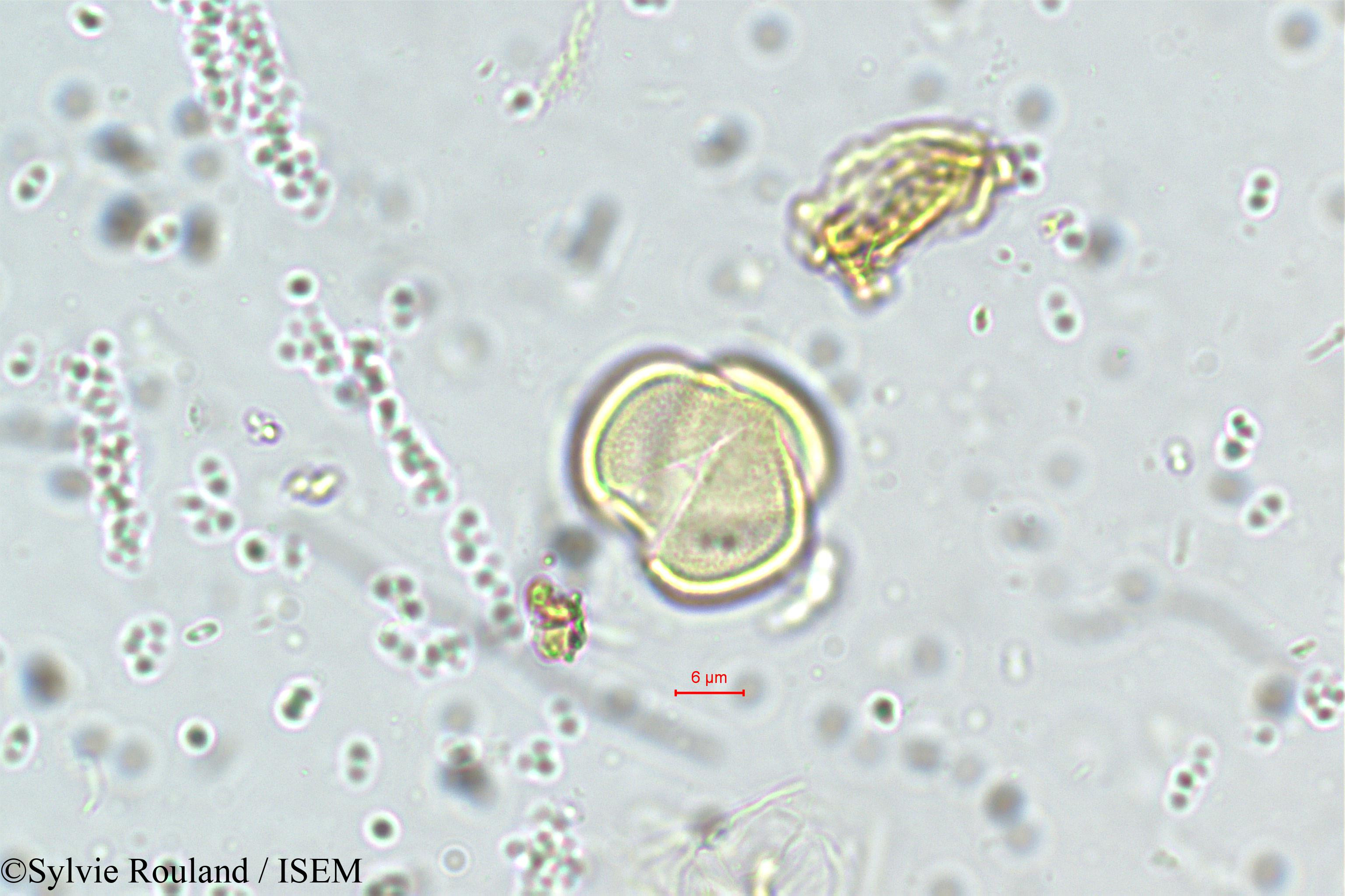 Sylvie.Rouland/Premna_latifolia_5696/Premna_latifolia_5696_0002(copy).jpg