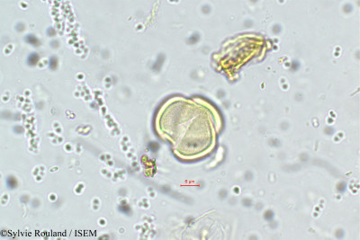 Premna latifolia - lame n° 5696