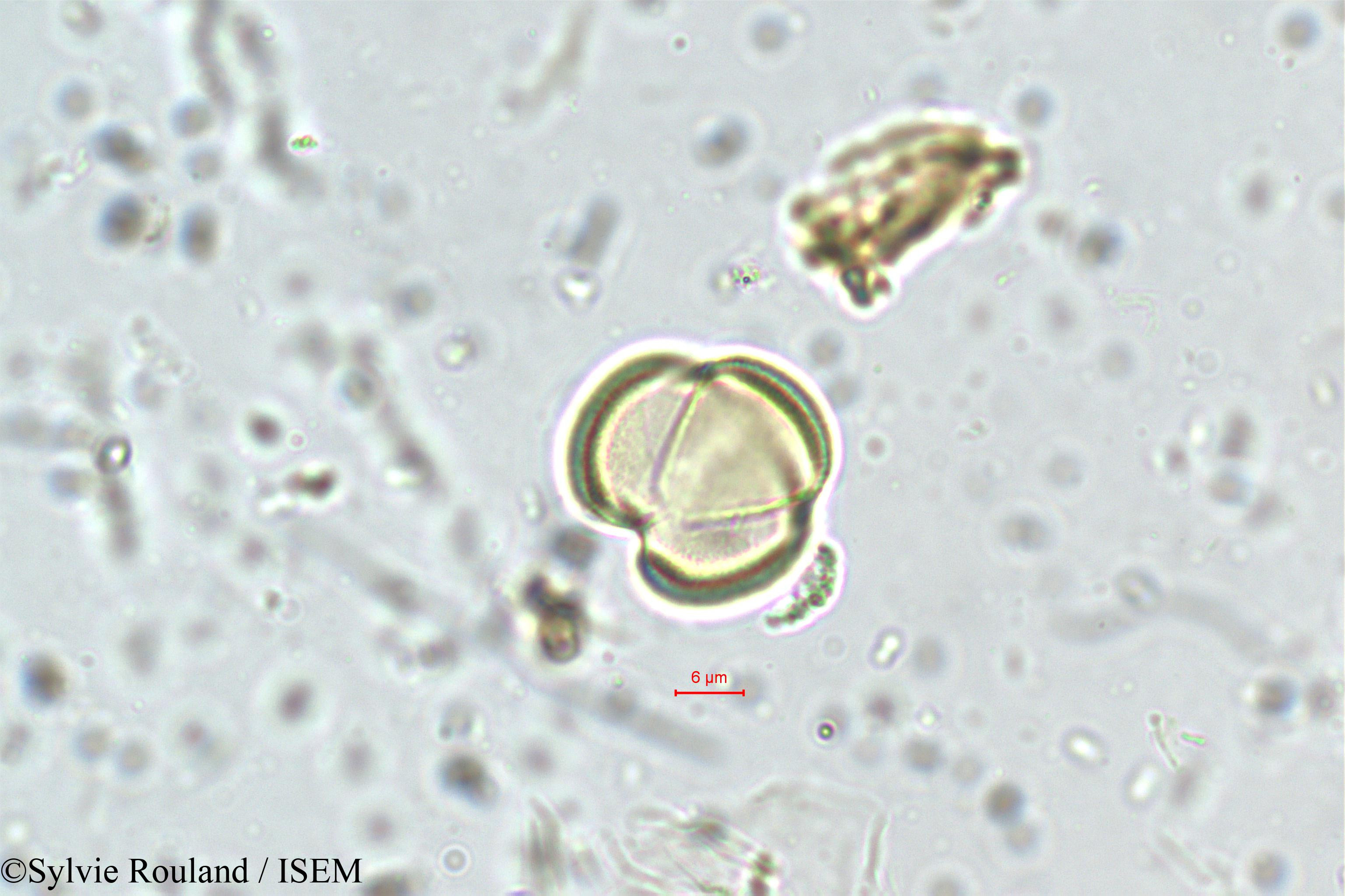 Sylvie.Rouland/Premna_latifolia_5696/Premna_latifolia_5696_0003(copy).jpg