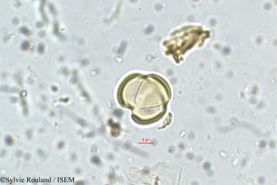 Premna latifolia - lame n° 5696