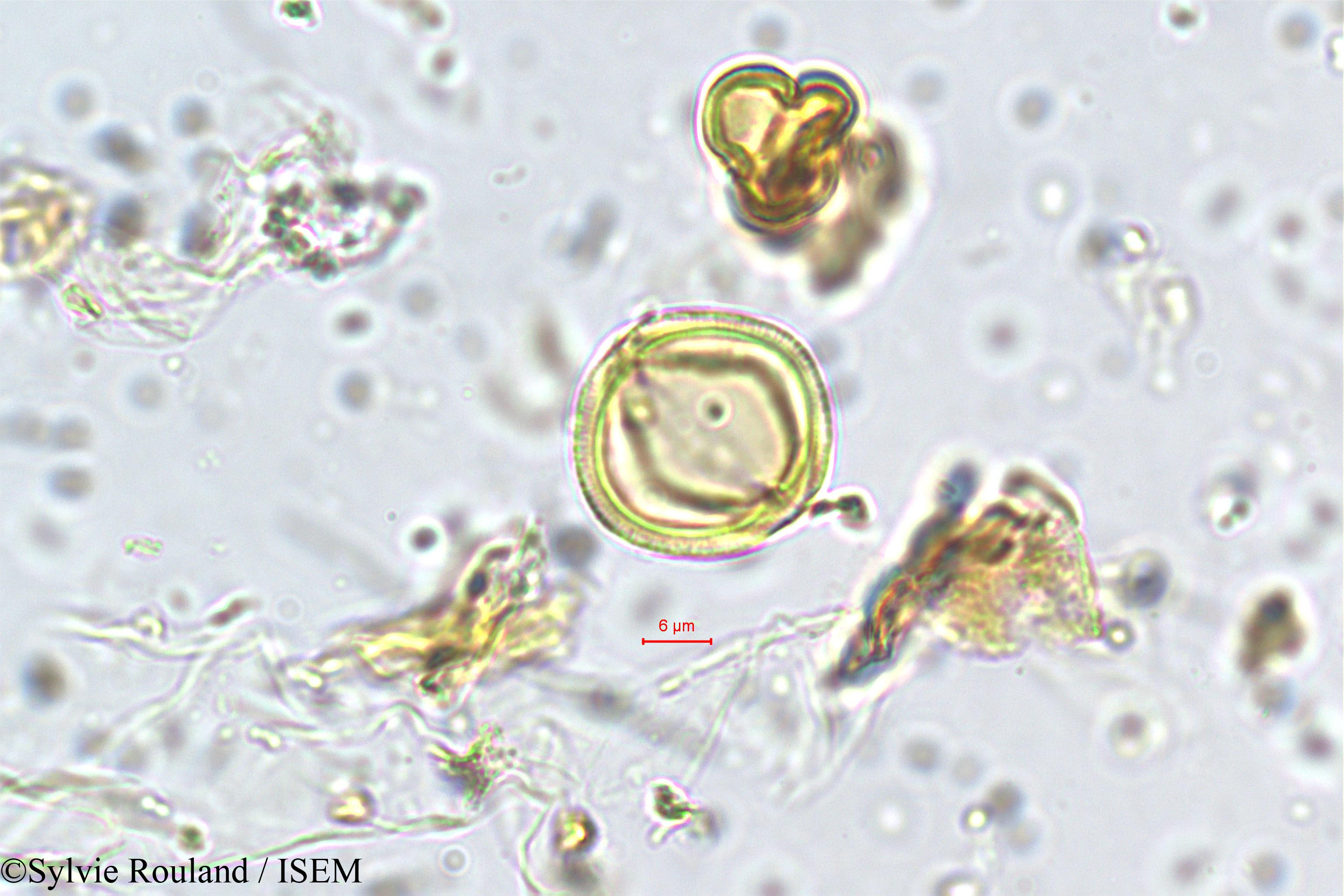 Sylvie.Rouland/Premna_latifolia_5696/Premna_latifolia_5696_0004(copy).jpg