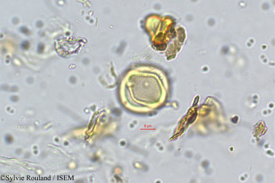Premna latifolia - lame n° 5696