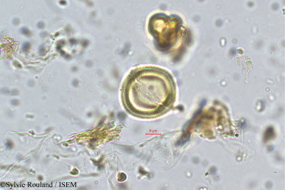 Premna latifolia - lame n° 5696