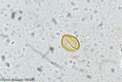 Sylvie.Rouland/Premna_tomentosa_5356/Premna_tomentosa_5356_0001(copy)_thumb.jpg
