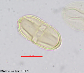 Sylvie.Rouland/Prionosciadium_acuminatum_653/Prionosciadium_acuminatum_653_0001(copy)_thumb.jpg