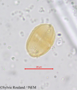 Sylvie.Rouland/Prionosciadium_crinoideum_654/Prionosciadium_crinoideum_654_0001(copy)_thumb.jpg